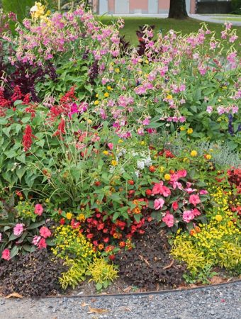 10 Plants That Can Survive Brutal Southern Summers