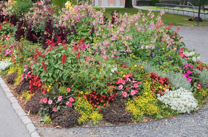 10 Plants That Can Survive Brutal Southern Summers