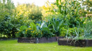 Why Self-Watering Gardens Are Suddenly So Popular