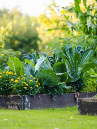 Why Self-Watering Gardens Are Suddenly So Popular