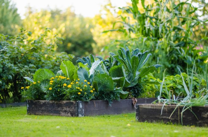 Why Self-Watering Gardens Are Suddenly So Popular