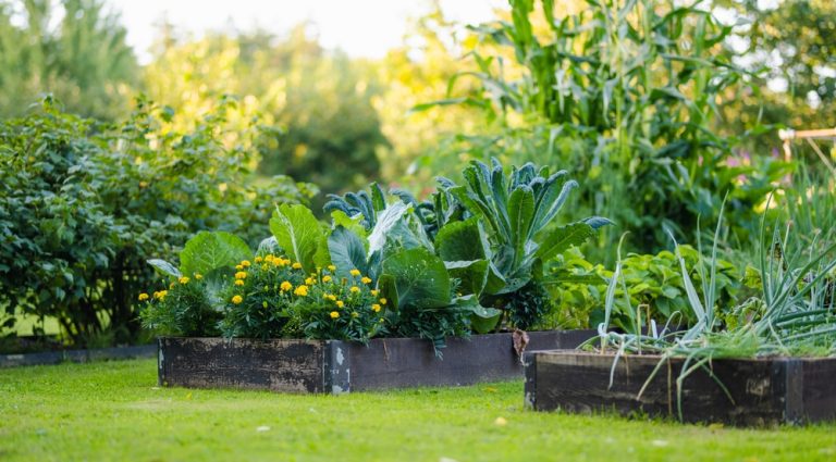 Why Self-Watering Gardens Are Suddenly So Popular