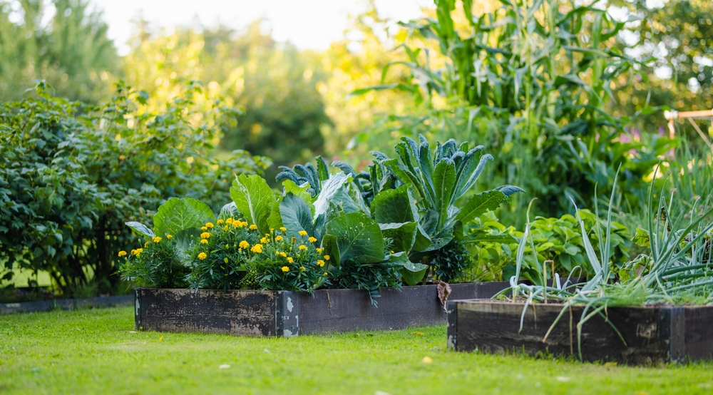 Why Self-Watering Gardens Are Suddenly So Popular