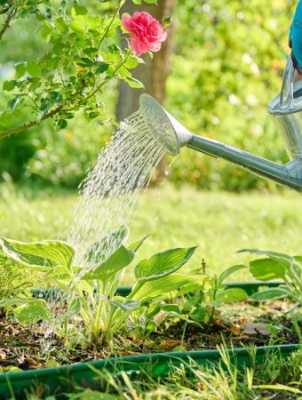 8 Things Successful Gardeners Always Do Before a Heatwave