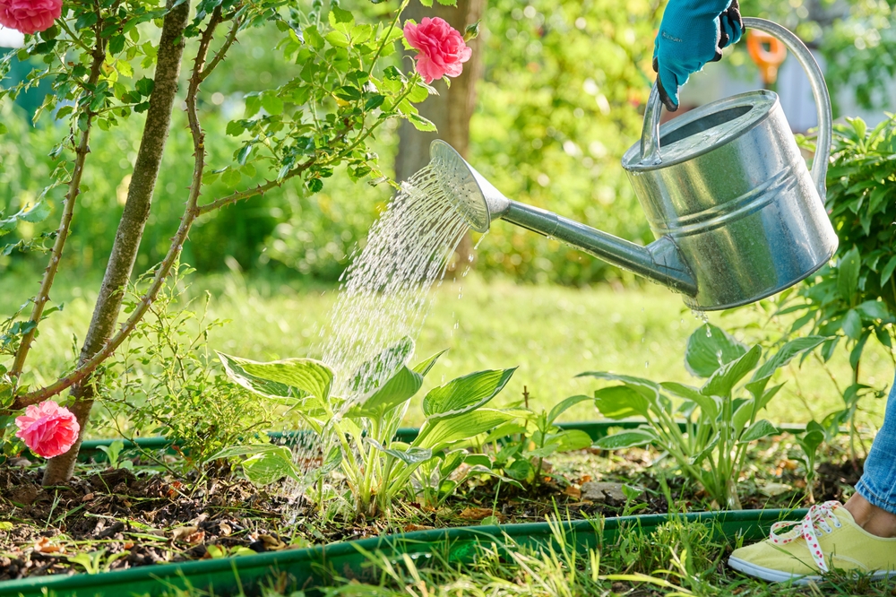 8 Things Successful Gardeners Always Do Before a Heatwave