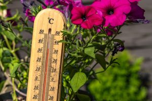 The Gardening Warning Experts Are Issuing About Extreme Summer Heat