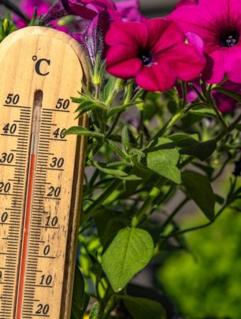 The Gardening Warning Experts Are Issuing About Extreme Summer Heat