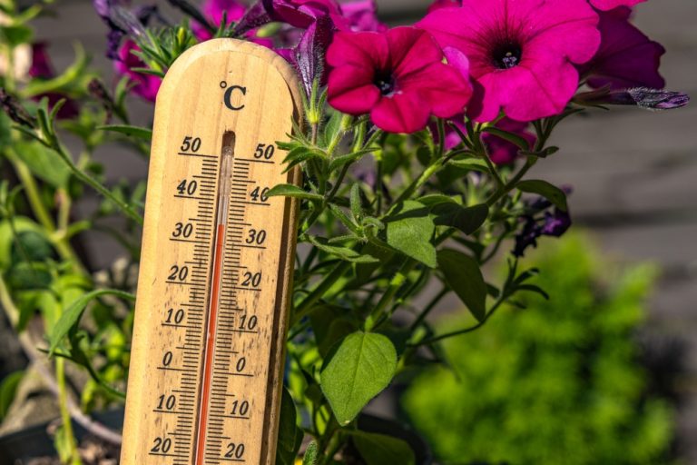 The Gardening Warning Experts Are Issuing About Extreme Summer Heat