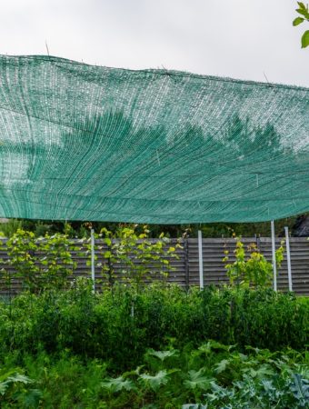 Why More Families Are Starting “Emergency Gardens” This Year