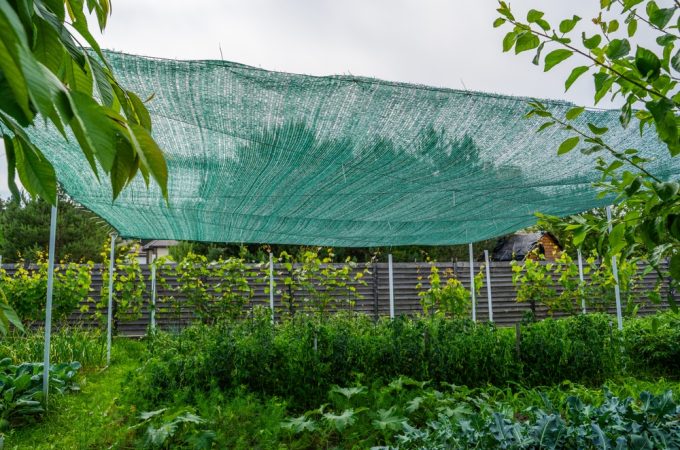 Why More Families Are Starting “Emergency Gardens” This Year
