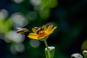 7 Gardening Habits That Could Be Hurting Pollinators