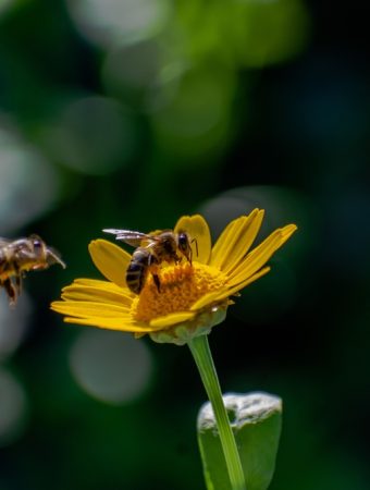 7 Gardening Habits That Could Be Hurting Pollinators