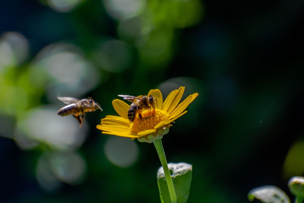 7 Gardening Habits That Could Be Hurting Pollinators