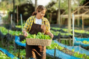 Why So Many Americans Are Turning Front Yards Into Vegetable Gardens