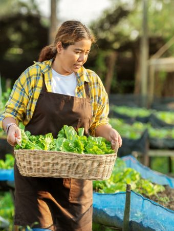 Why So Many Americans Are Turning Front Yards Into Vegetable Gardens