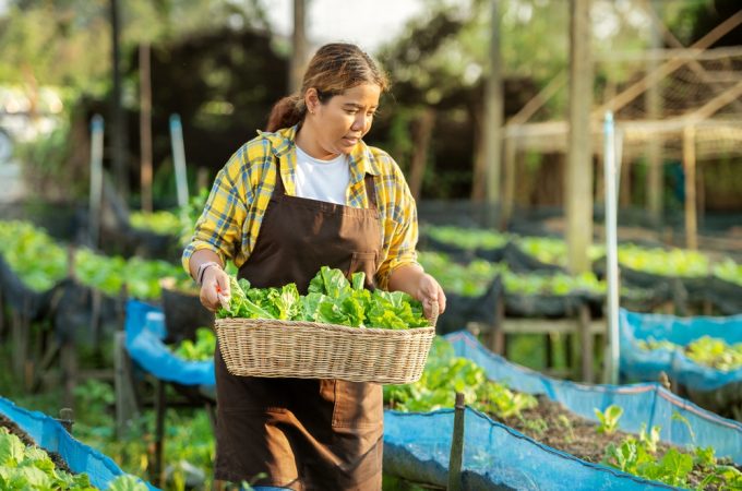 Why So Many Americans Are Turning Front Yards Into Vegetable Gardens