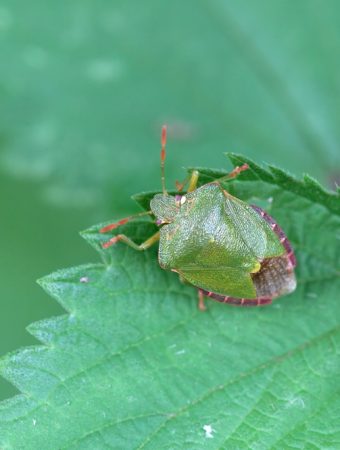 9 Backyard Habits That Can Accidentally Invite Pests