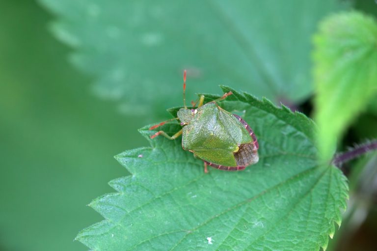 9 Backyard Habits That Can Accidentally Invite Pests