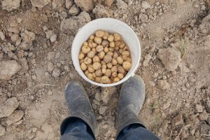 Why More Americans Are Growing Potatoes Again