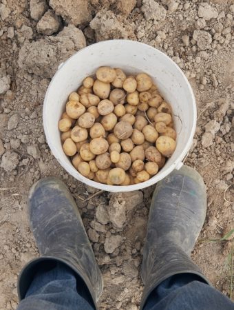 Why More Americans Are Growing Potatoes Again