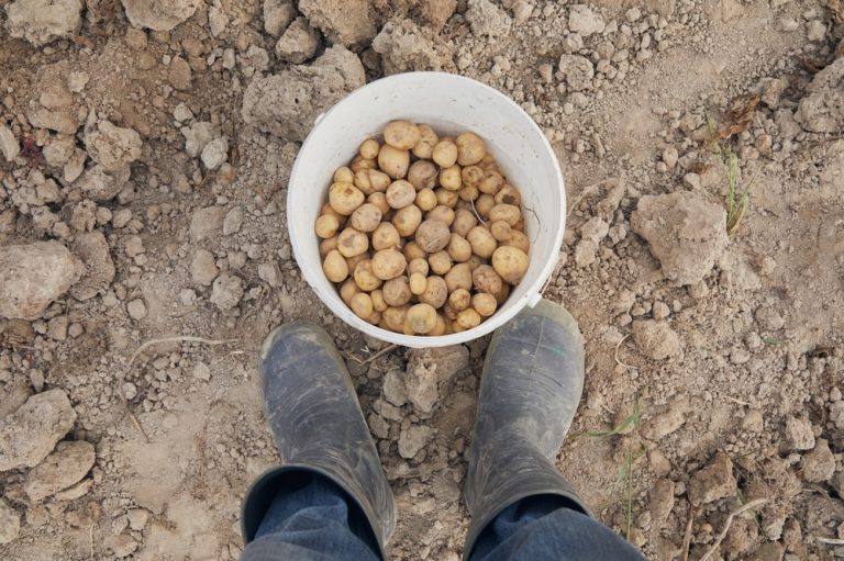 Why More Americans Are Growing Potatoes Again