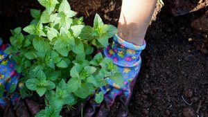 Why Native Plants Are Taking Over American Yards