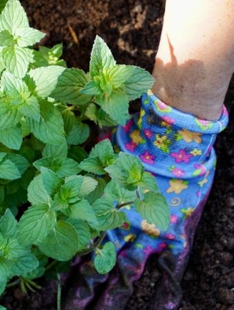 Why Native Plants Are Taking Over American Yards