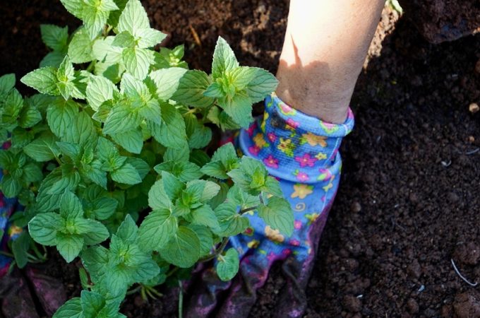 Why Native Plants Are Taking Over American Yards