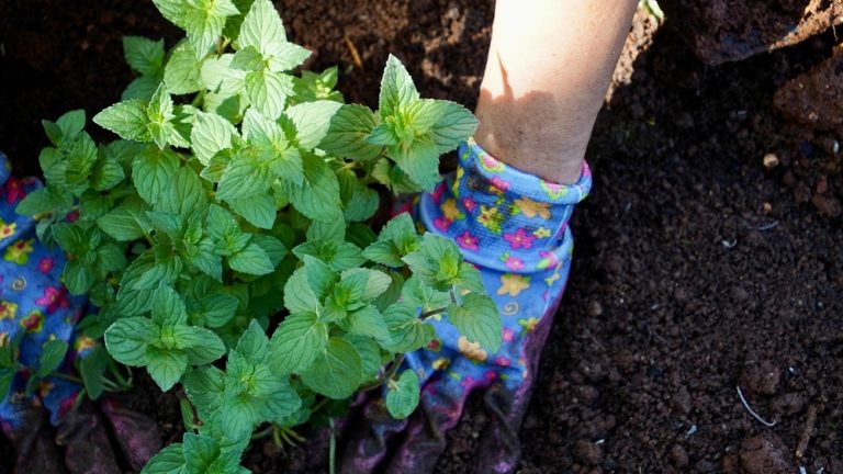 Why Native Plants Are Taking Over American Yards