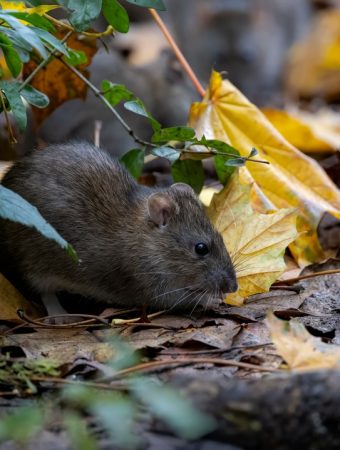The Gardening Mistake That’s Drawing Rodents Into Backyards