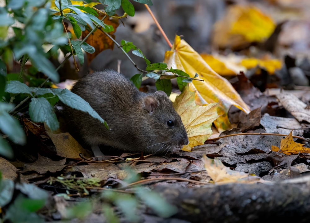 The Gardening Mistake That’s Drawing Rodents Into Backyards