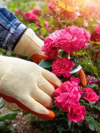 7 Backyard Plants That May Be Attracting More Bugs Than You Realize