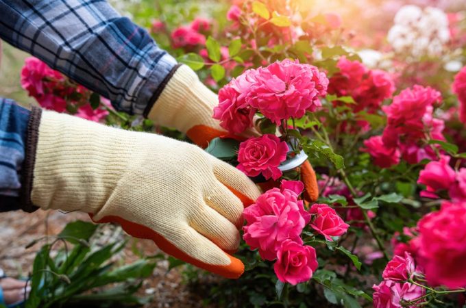 7 Backyard Plants That May Be Attracting More Bugs Than You Realize