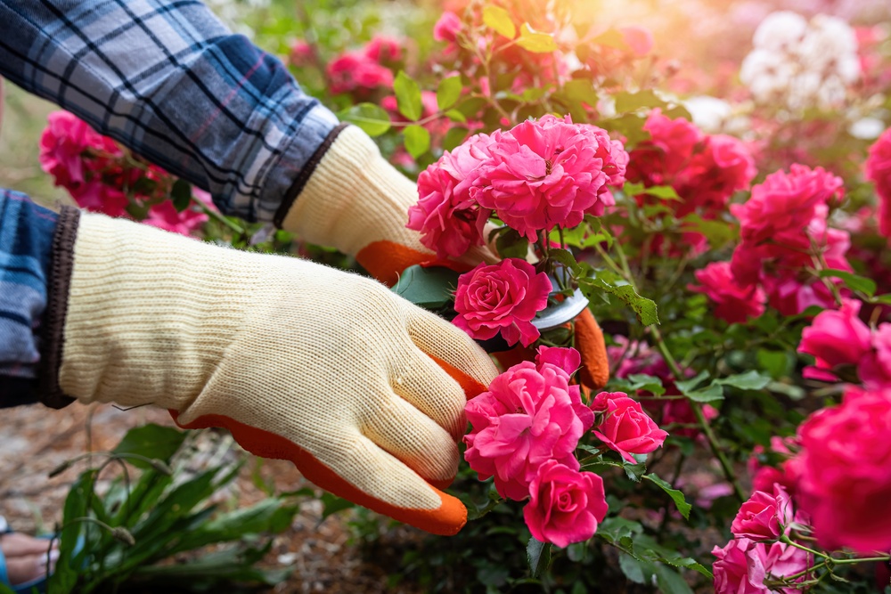 7 Backyard Plants That May Be Attracting More Bugs Than You Realize