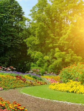 10 Flowers That Bloom Even During Extreme Heat