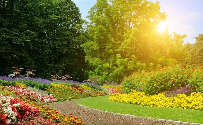 10 Flowers That Bloom Even During Extreme Heat