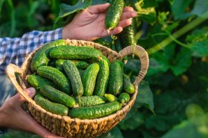 7 Reasons Your Cucumbers Keep Dying Early