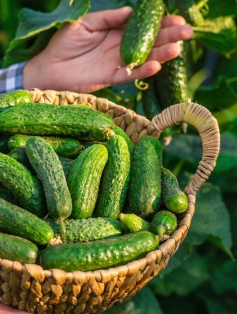 7 Reasons Your Cucumbers Keep Dying Early