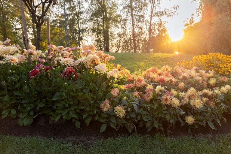 Why So Many Americans Are Starting Sunset Gardens