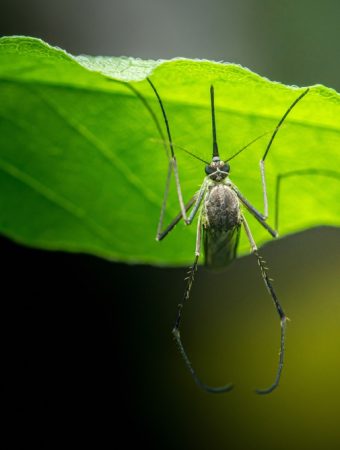9 Gardening Mistakes That Attract Mosquitoes to Your Yard