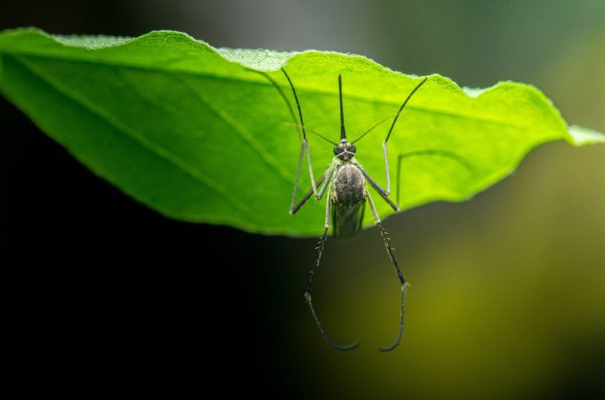 9 Gardening Mistakes That Attract Mosquitoes to Your Yard