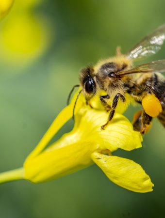 Why So Many Americans Are Obsessed With Pollinator Gardens Right Now