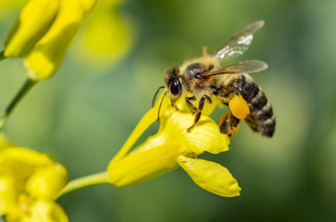 Why So Many Americans Are Obsessed With Pollinator Gardens Right Now