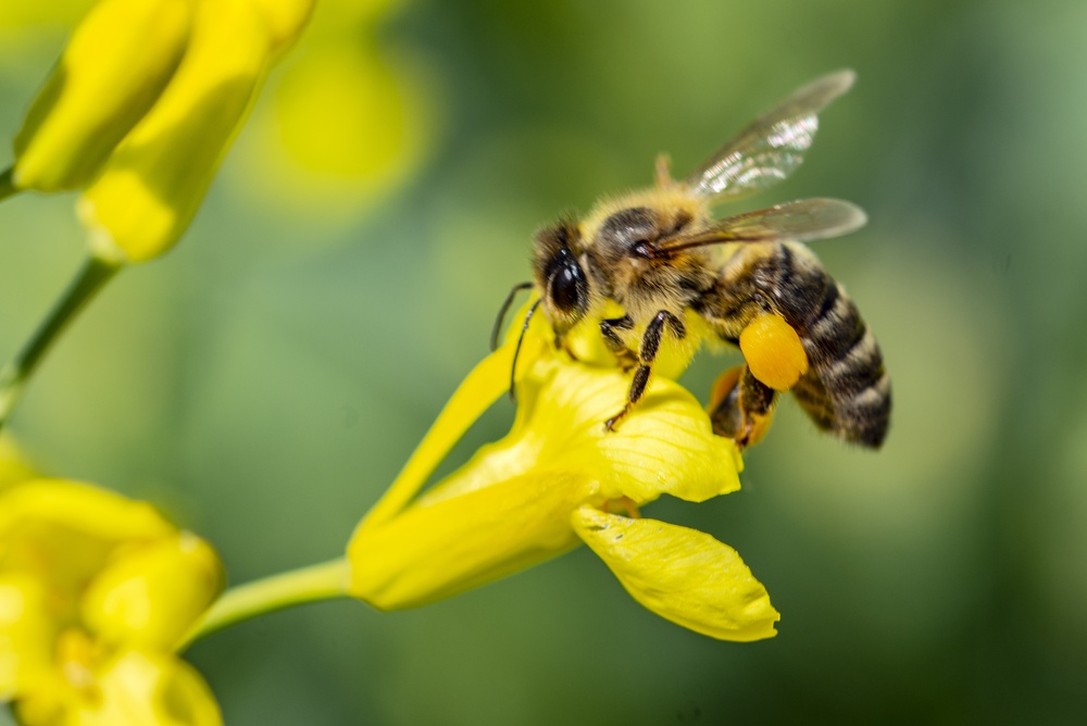 Why So Many Americans Are Obsessed With Pollinator Gardens Right Now