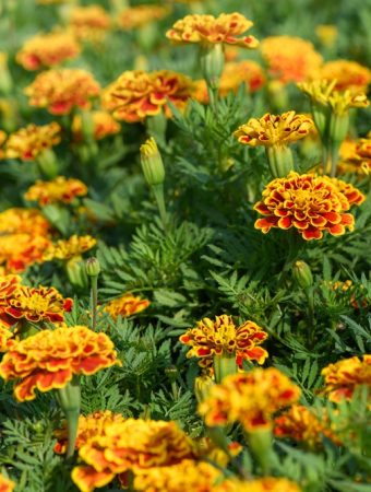 9 Cheap Plants That Create Instant Curb Appeal