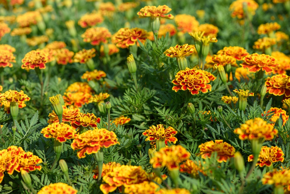 9 Cheap Plants That Create Instant Curb Appeal
