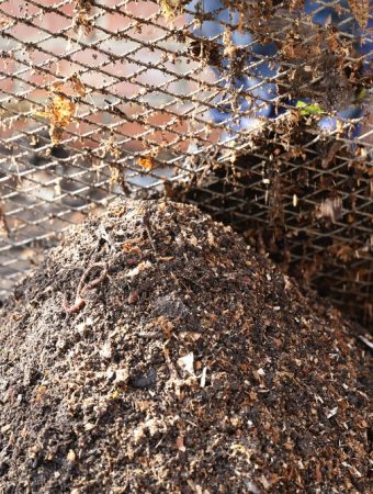 7 Things You Should Never Put in Your Compost Bin
