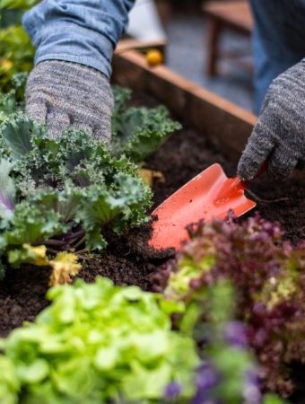 Why Grocery Inflation Is Sending Americans Back to Gardening Again