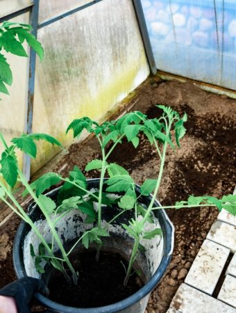 9 Easy Crops That Grow Surprisingly Well in Buckets