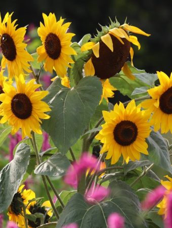 10 Plants That Grow Shockingly Fast During Summer